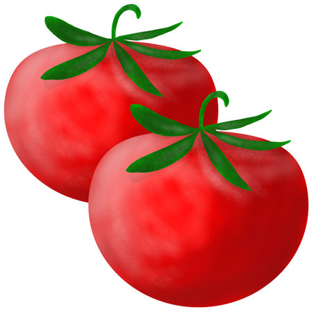 Tomatoes isolated on white background. Vector illustration. Eps 10.の写真素材