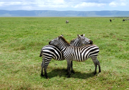 Two zebras supporting each other at Serenguetiの写真素材