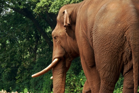 Elephant at the Guangzhou Zooの写真素材