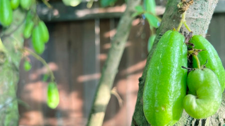 Fresh starfruit ripe in delicious gardenの写真素材