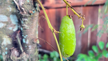 Fresh starfruit ripe in delicious gardenの写真素材