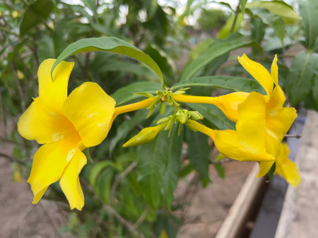 the flowers in the garden are very beautiful, on the island of kumala a tourist spotの写真素材