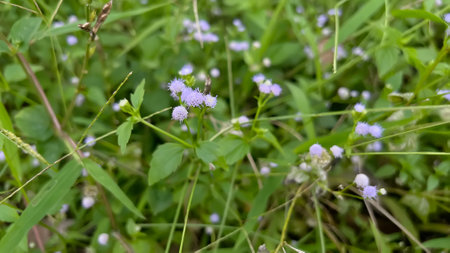 Indonesia's natural beauty such as clouds, plants, trees, mountains and other beautiesの写真素材