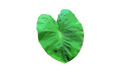 green taro leaf vector illustrationのイラスト素材