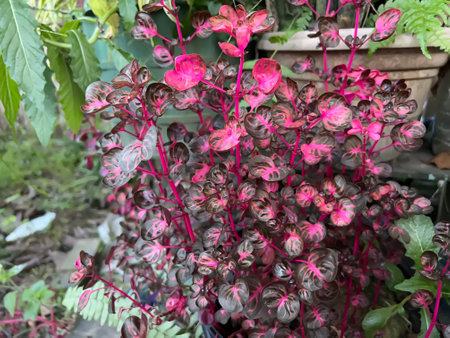 flowers in the garden are beautiful to look atの写真素材