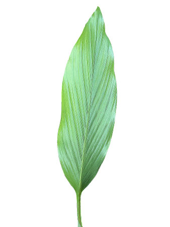 small watermelon on the fence at noonの写真素材