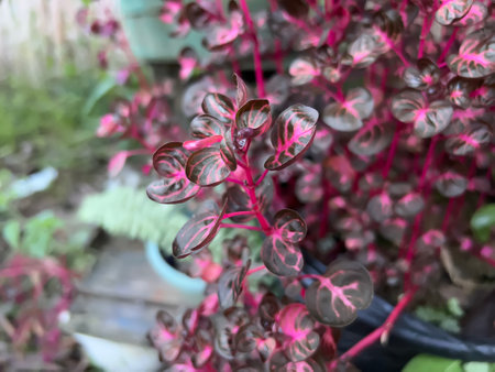 flowers in the garden are beautiful to look atの写真素材
