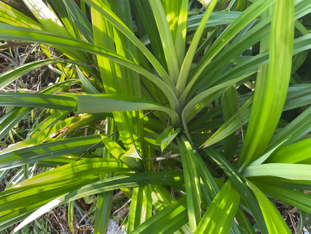 pandan leaves planted in front of the houseの写真素材