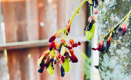 small star fruit growing in the yardの写真素材