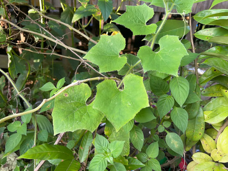 green leaves in the forestの写真素材