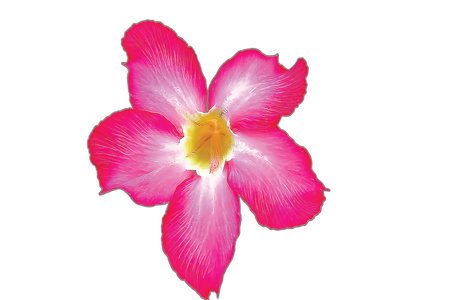 pink orchid isolated on white backgroundのイラスト素材