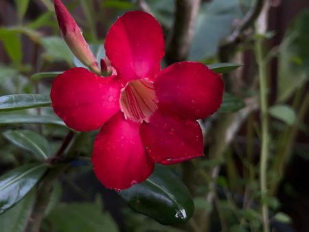 red rose isolated on defocused backgroundの写真素材