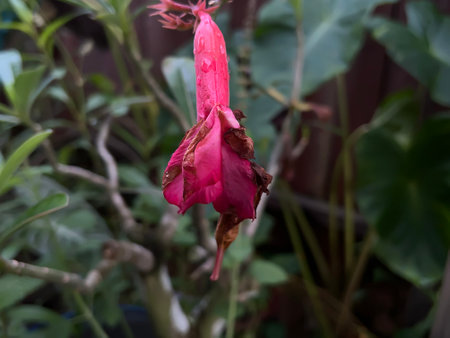 flowers that are wilting and dyingの写真素材