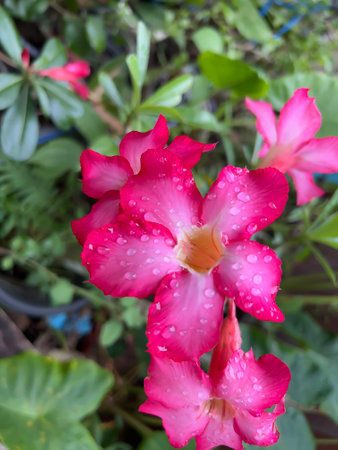 beautiful pink flowers planted in front of the house on defocused backgroundの写真素材