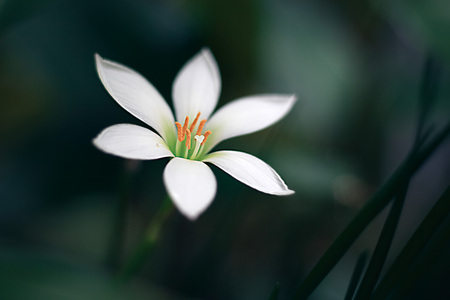 Zephyranthes White Flowerの写真素材