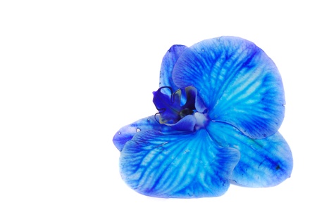 One big blue orchid isolated on white backgroundの写真素材