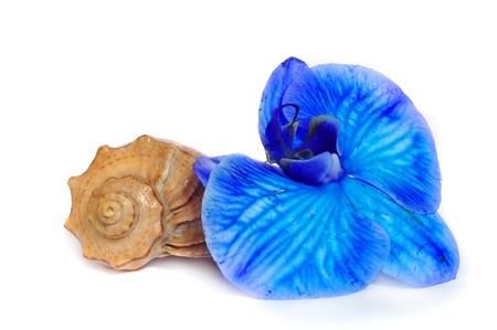 Shell and blue orchid isolated on white backgroundの写真素材