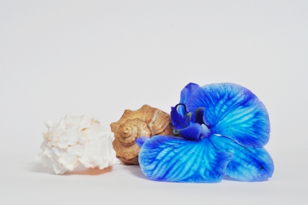 Two shell and blue orchid on light backgroundの写真素材