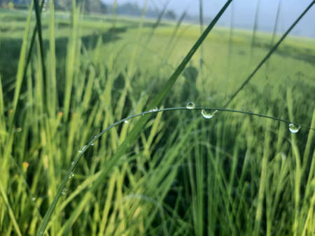 Water droplets on the grass in the rice field after the rain.の写真素材