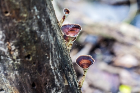 The group of mushroom grow on the trunk  の写真素材