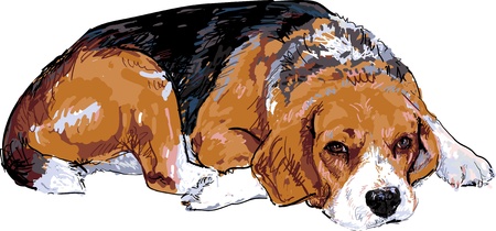 Beagle is resting maybe going to sleep のイラスト素材