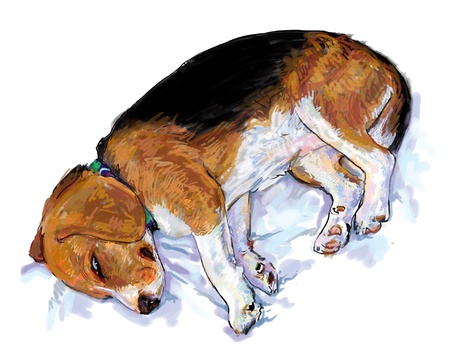 Dog,beagle,  is sleeping ang look like she is dreaming.のイラスト素材