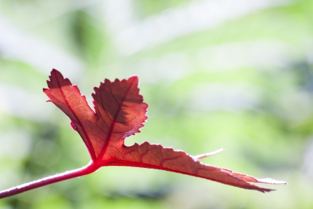 Red leaf on the green background の写真素材
