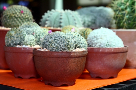 Group of small cactus grow in the pot の写真素材