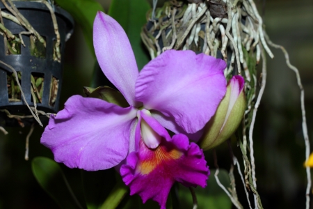 The purple orchid  and the root の写真素材