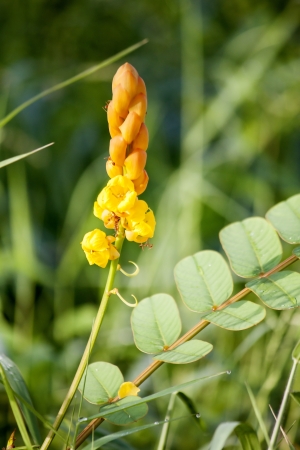 The yellow flower with the big blooming and red ant.の写真素材