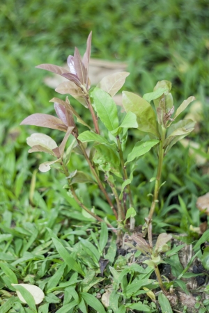 The small plant is growing among grass field の写真素材