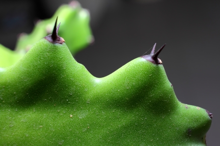 A part of cactus with sharp thorn の写真素材