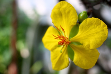 The close up of Micky mouse flower の写真素材