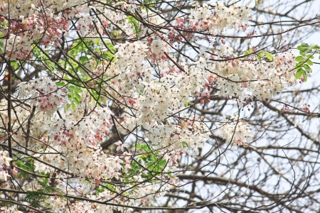 Big bunch of white flower on big treeの写真素材