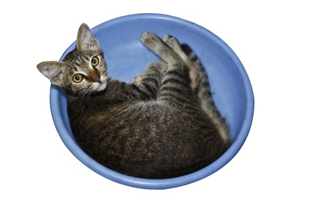The little cat lay on blue basin の写真素材