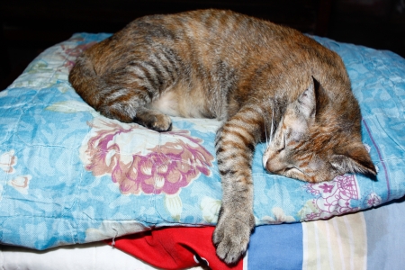 The cat sleep on blanketの写真素材