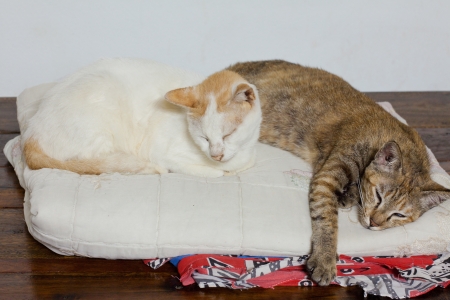 Two cats sleep on the pillowの写真素材