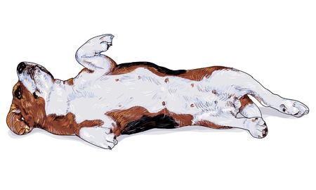 Beagle is laying down with turning face up のイラスト素材