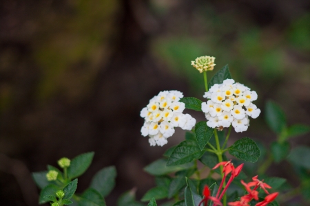 The bunch of white flower on brown background の写真素材