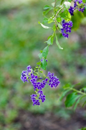 The bunch of purple flower on green backgroundの写真素材