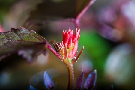 The red flower that not yet bloom の写真素材