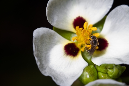 A bee is finding sweet from pollenの写真素材