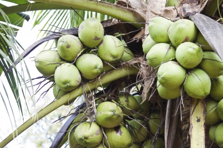 Big bunch of cocoanut on coconut tree