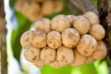 Lansium domesticum is a kind of fruit growth in southern of Thailandの写真素材