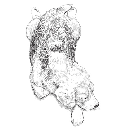 drawing of sleeping beagleのイラスト素材