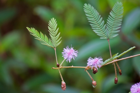 Mimosa pudica is a creeping annual or perennial herb, the compound leaves fold inward and droop when touched or shaken の写真素材