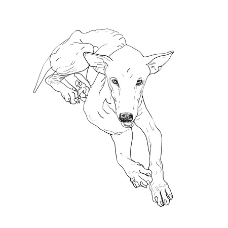 The poor old mangy dog look thin and flabbyのイラスト素材