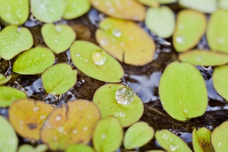 Water drop on duckweed in a swamp の写真素材