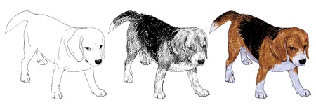 Beagle is waiting for playingのイラスト素材