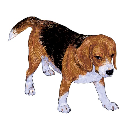 Beagle is waiting for playingのイラスト素材